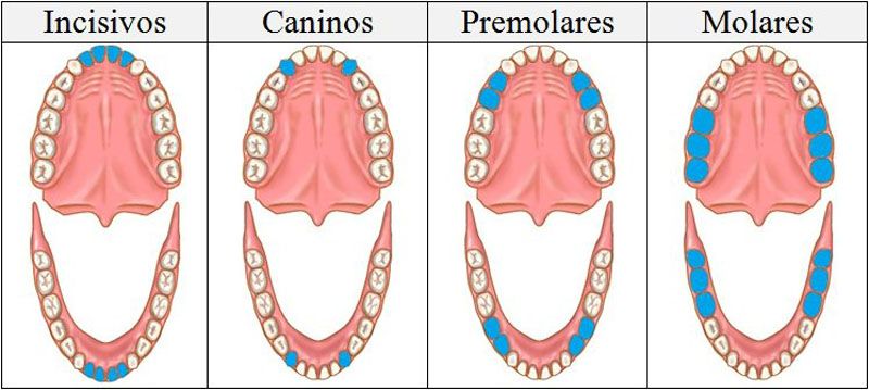 Estudio odontológico sobre las funciones de cada tipo de diente